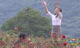 摘花视频,摘花视频背后的温馨故事